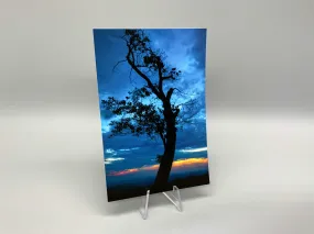 Blue Tree Postcard